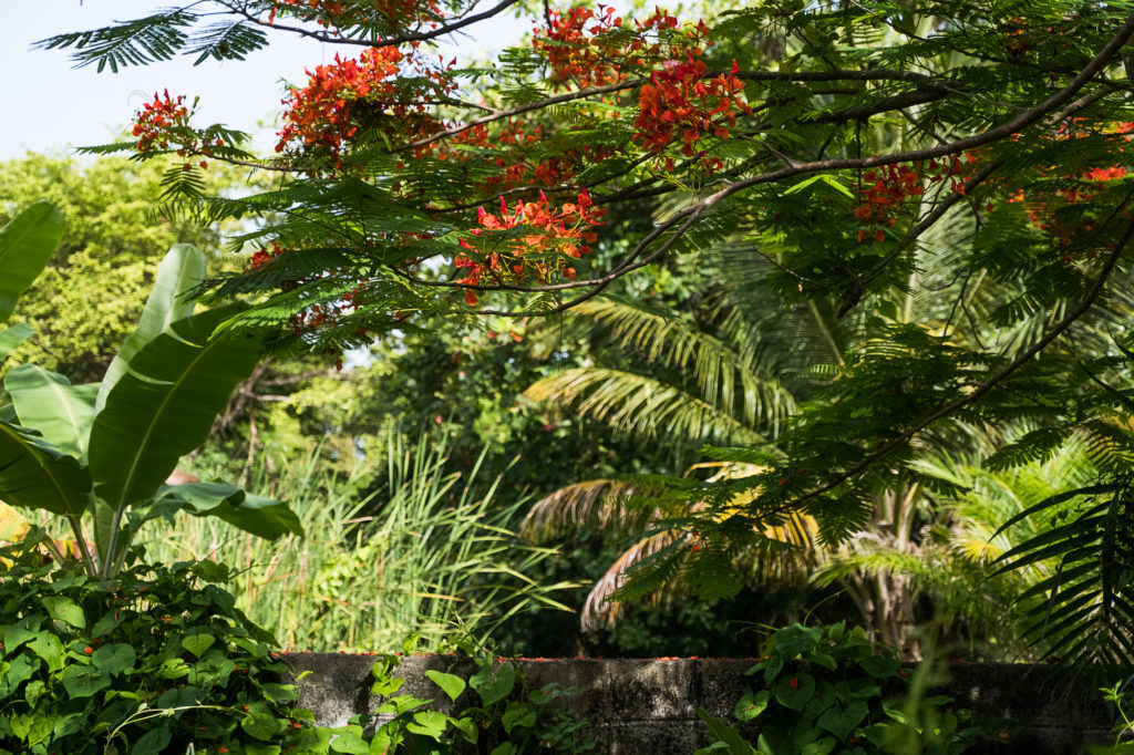 flamboyan in the dominican republic