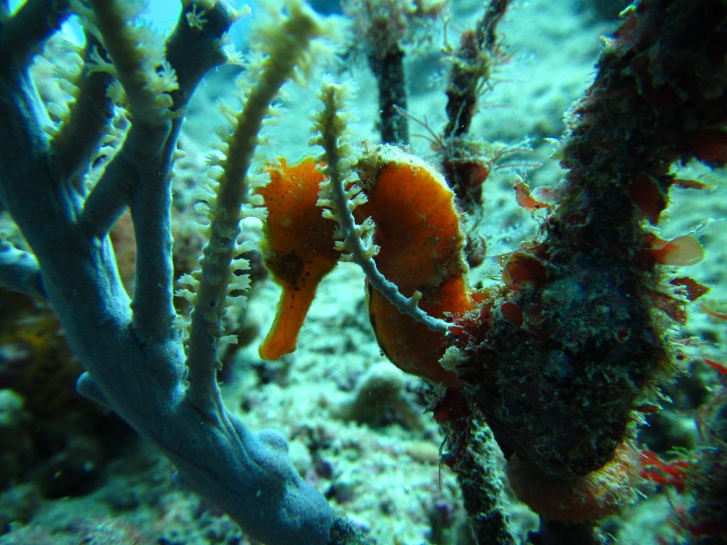 mini wall sosua seahorse