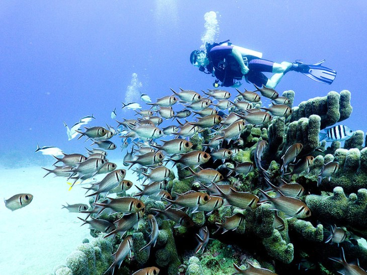 coral gardens sosua